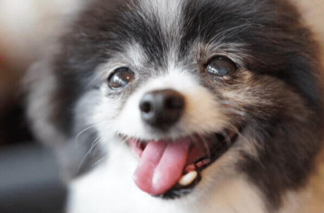 愛犬を可愛く撮るのにおすすめのカメラと撮影テクニック【超初心者向け】