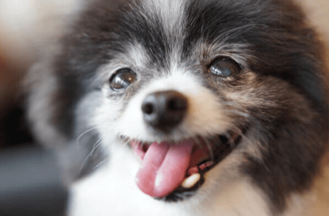 愛犬を可愛く撮るのにおすすめのカメラと撮影テクニック【超初心者向け】