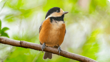 野鳥撮影