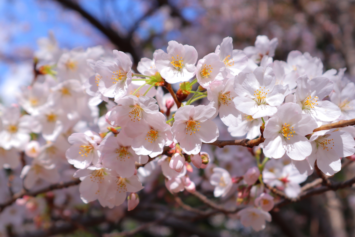 Canon EOS Kiss M ボケ