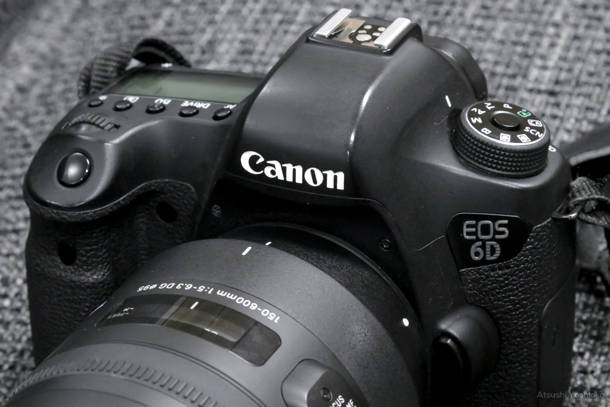 SIGMA 150-600mm F5-6.3 DG OS HSM実写レビュー。コスパ最高の超 SIGMA 150-600mm F5-6.3 DG OS HSM実写レビュー。コスパ最高の超