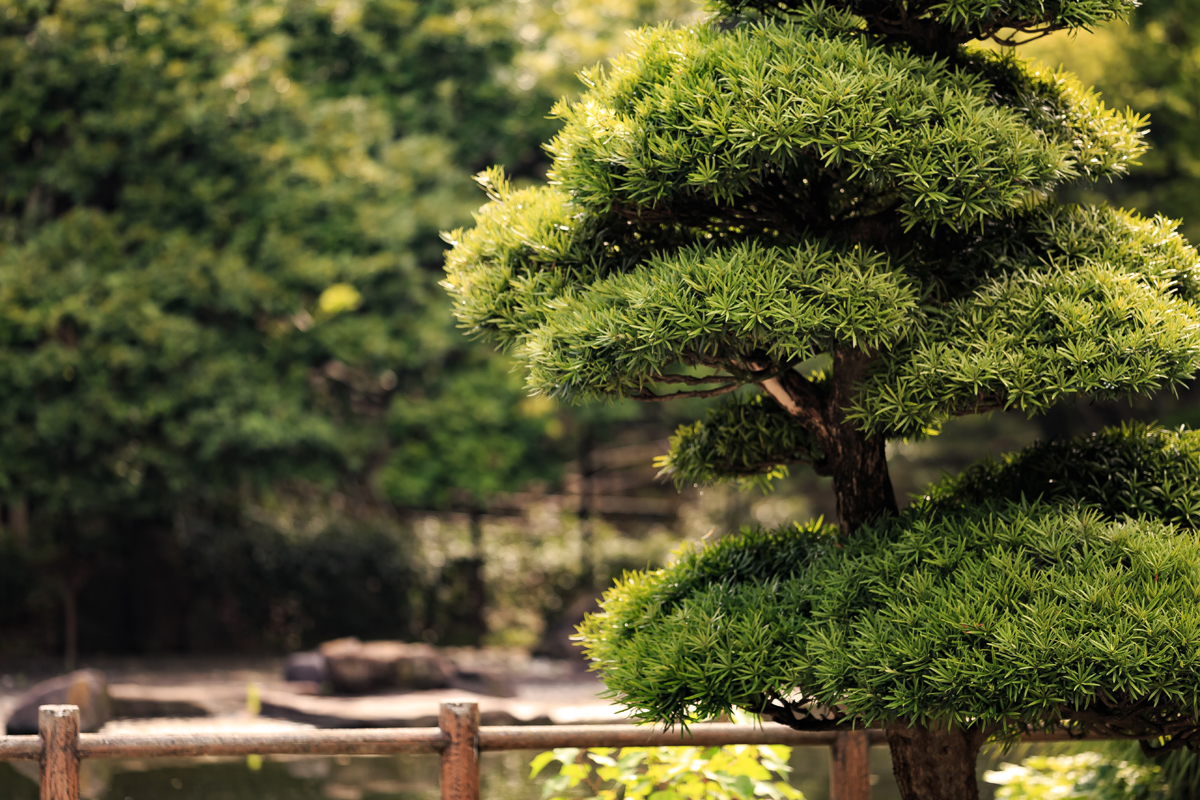 135mm F1.8 DG HSM　ボケ味