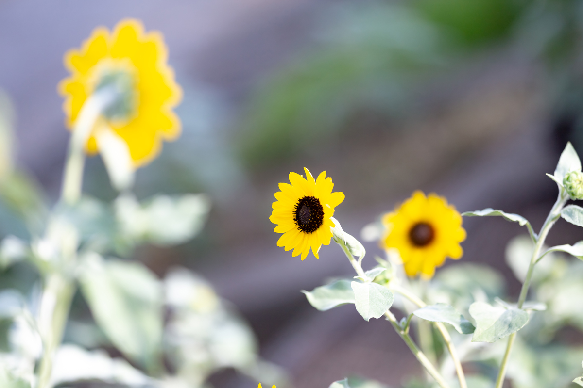 SIGMA 135mm F1.8 DG HSM ボケ味