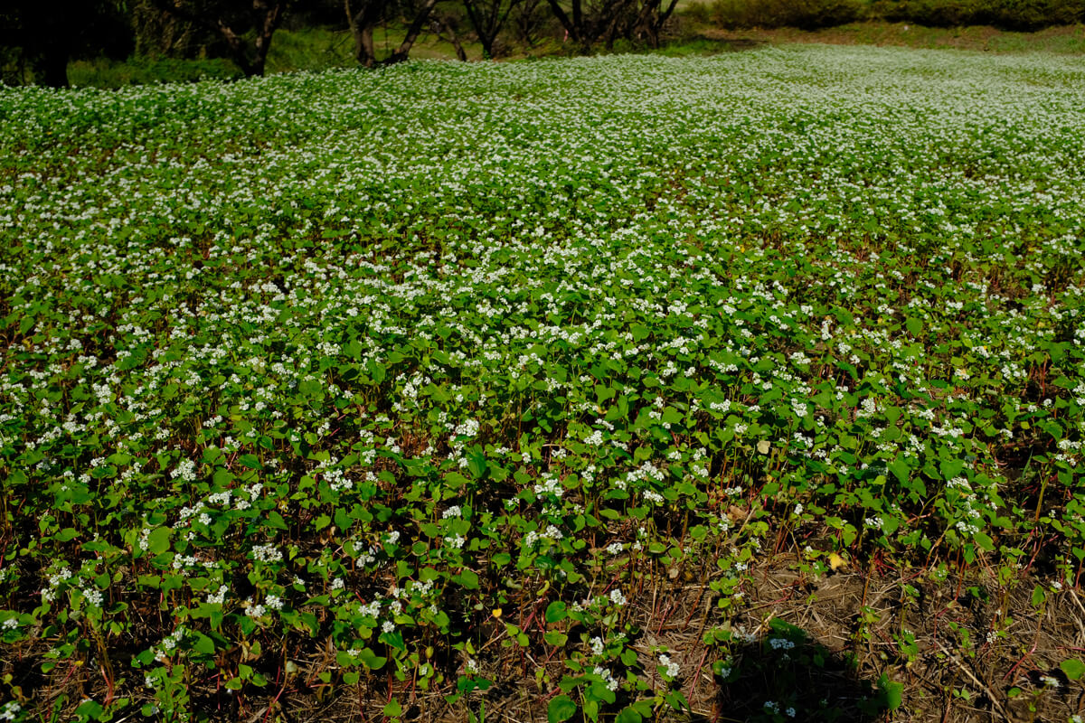 FUJIFILM X100F 高画質