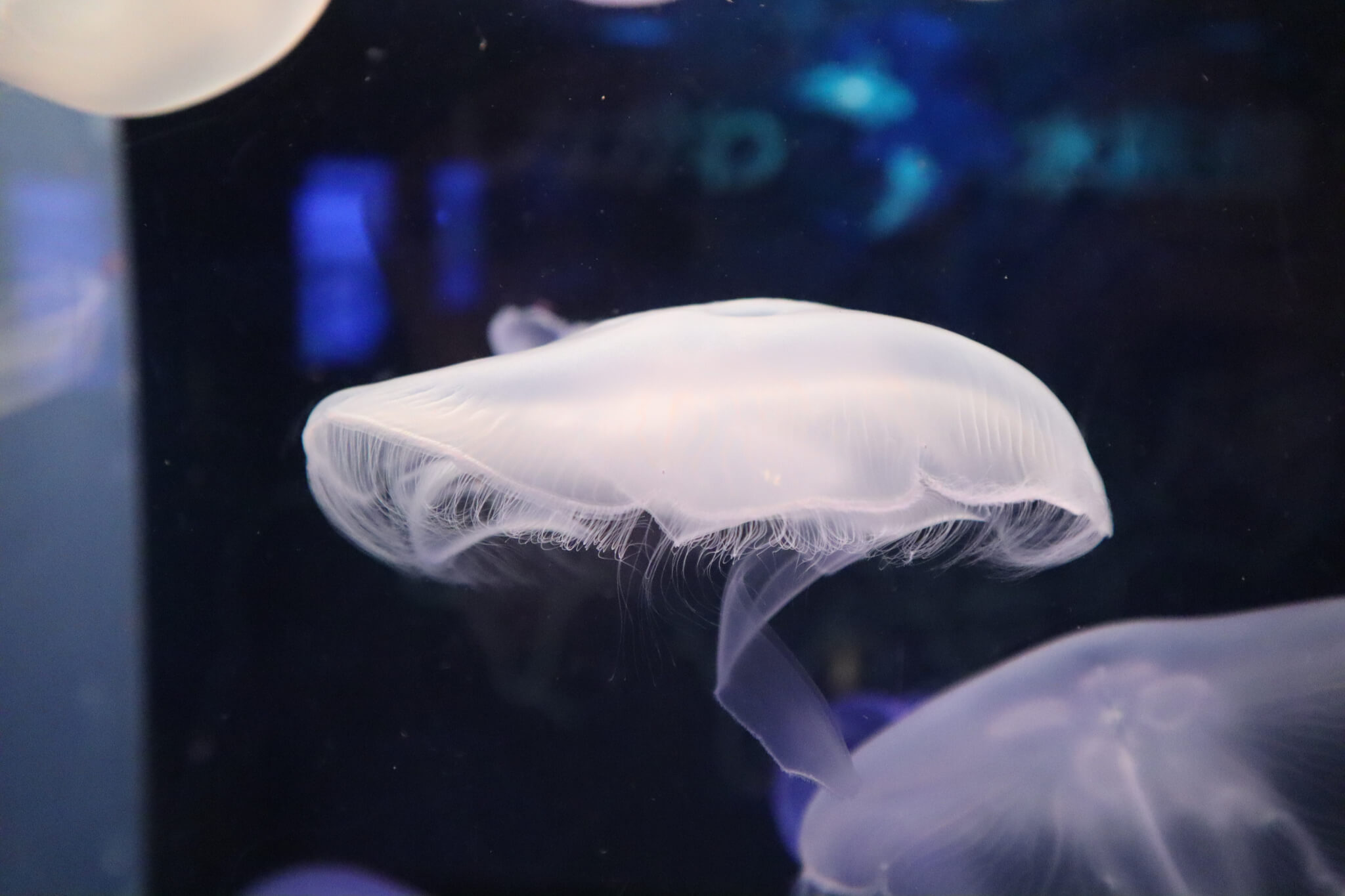 しながわ水族館 撮影