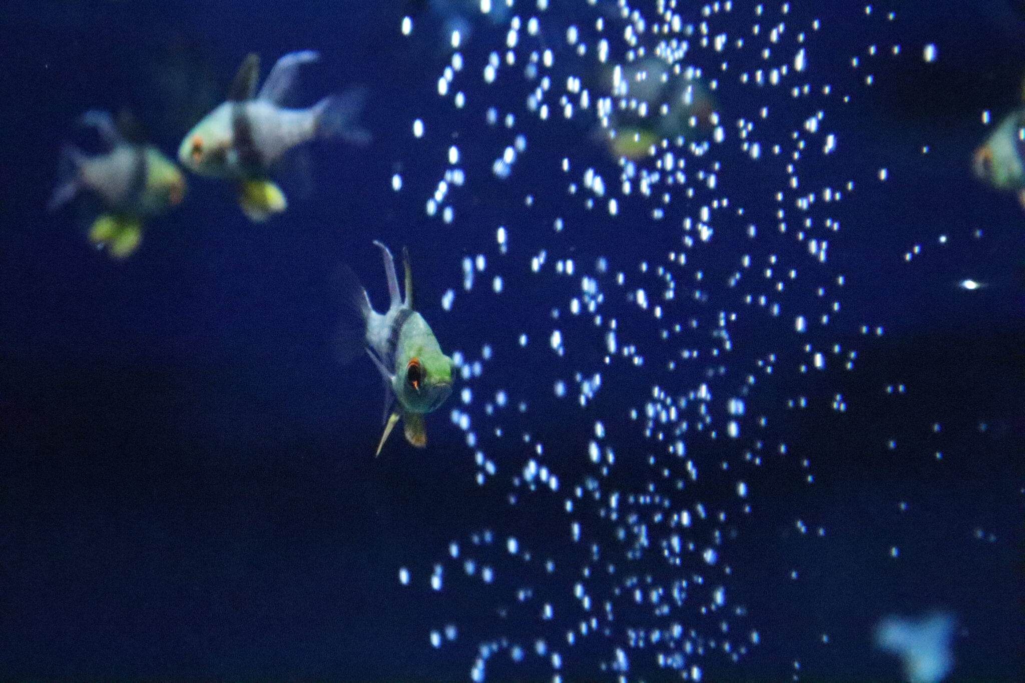 しながわ水族館 撮影