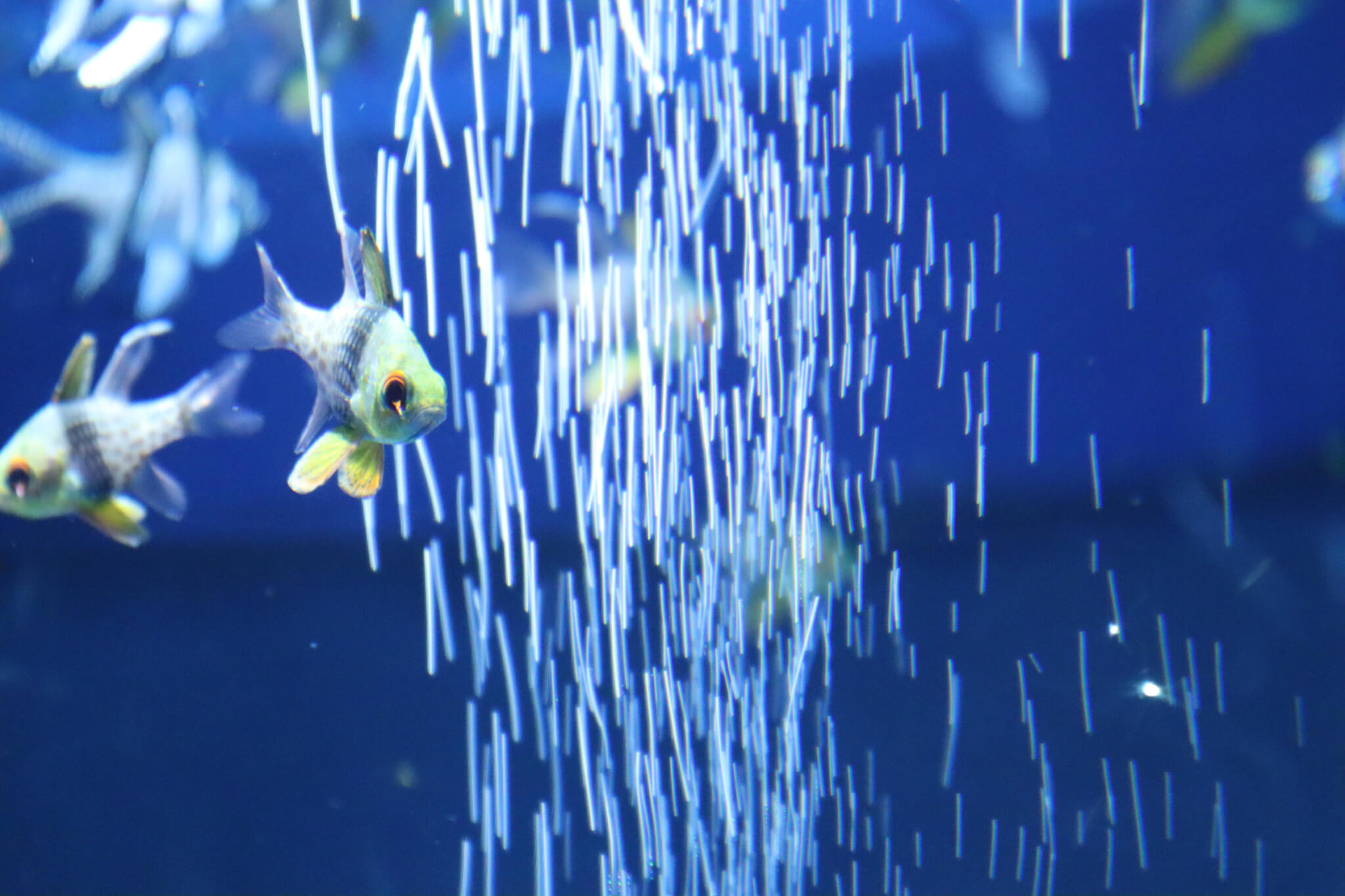 しながわ水族館 撮影