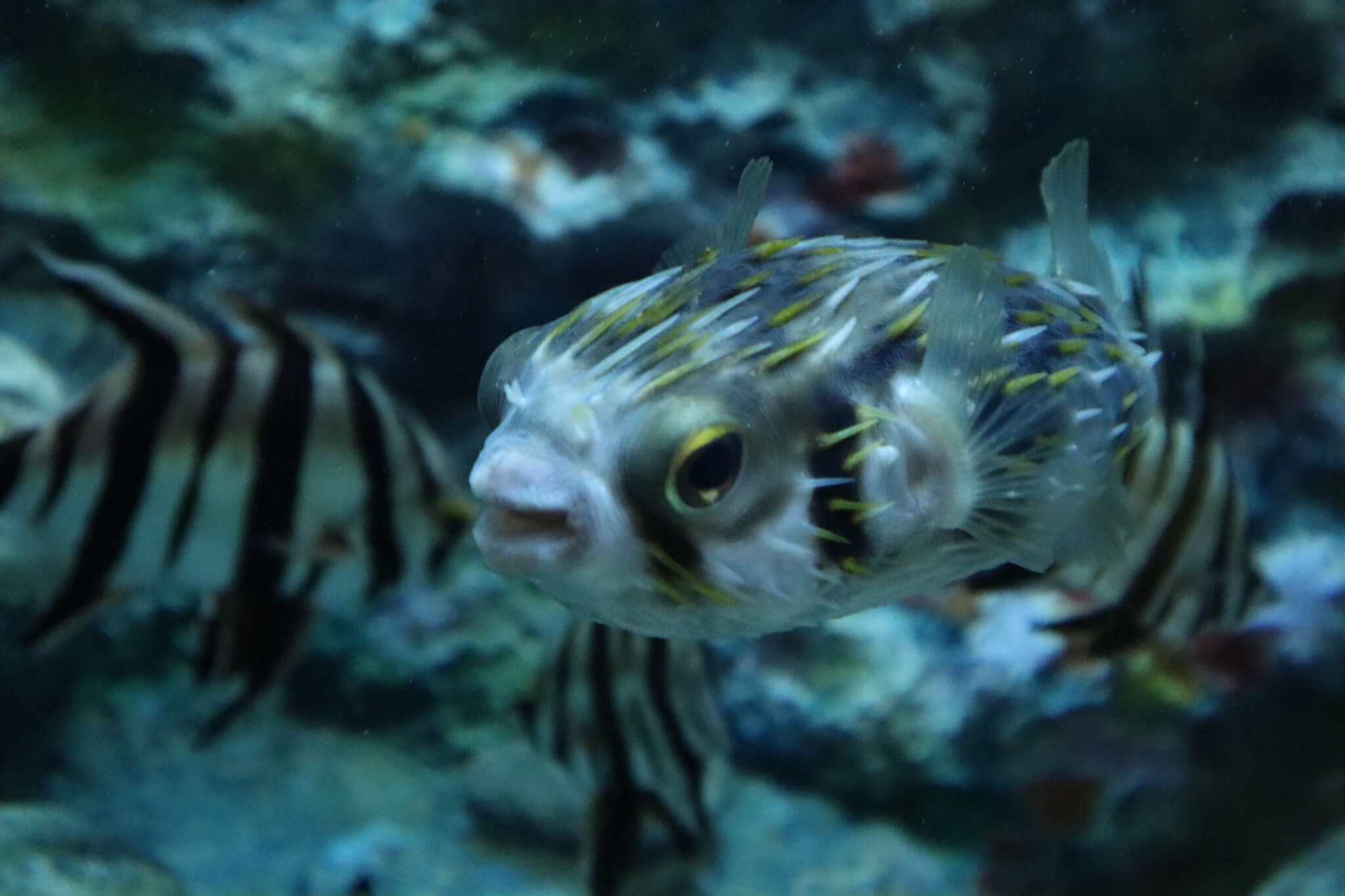 しながわ水族館 撮影