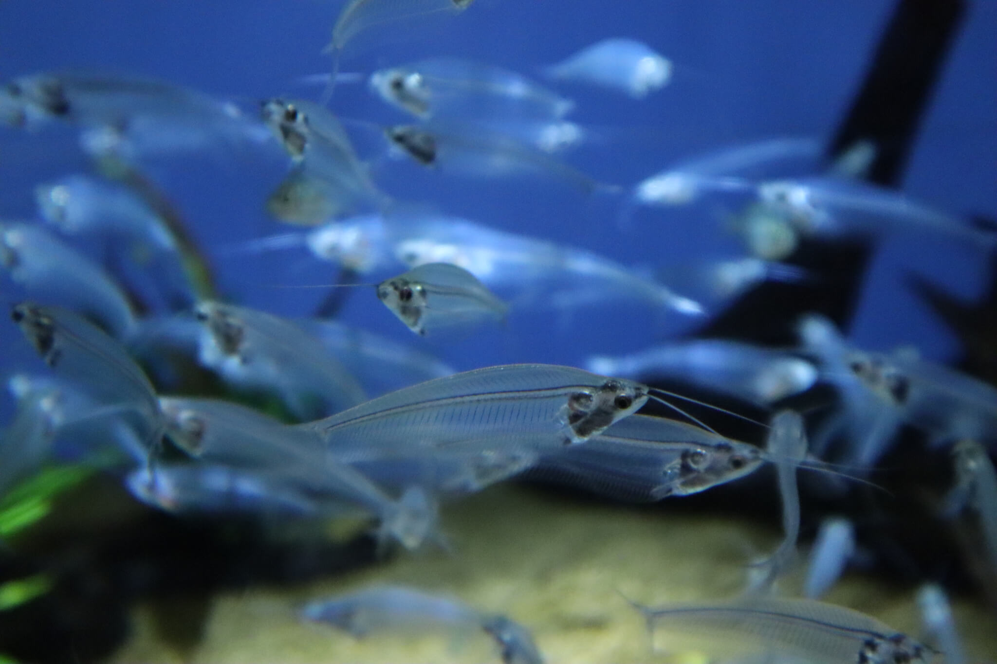 しながわ水族館 撮影