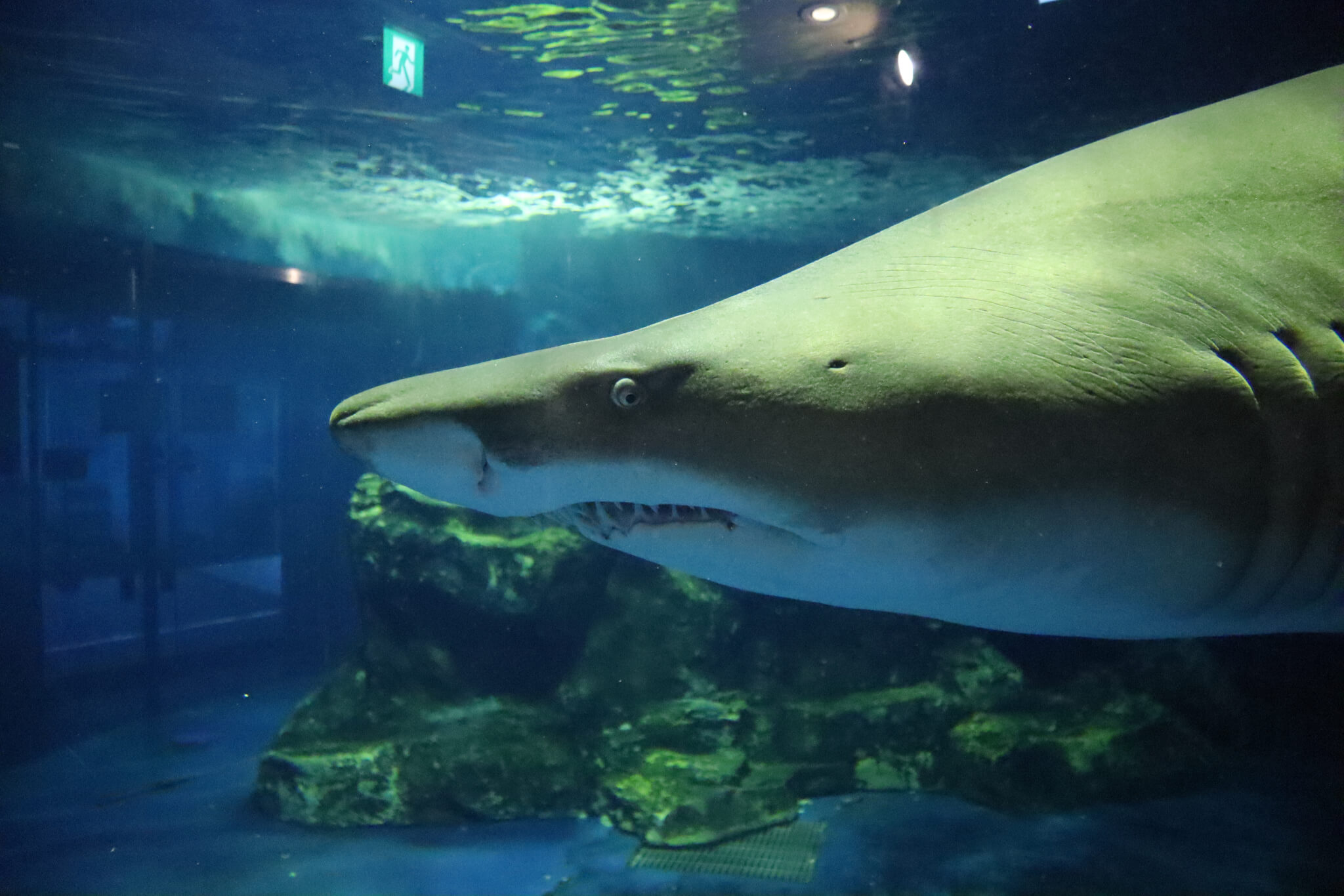しながわ水族館 撮影
