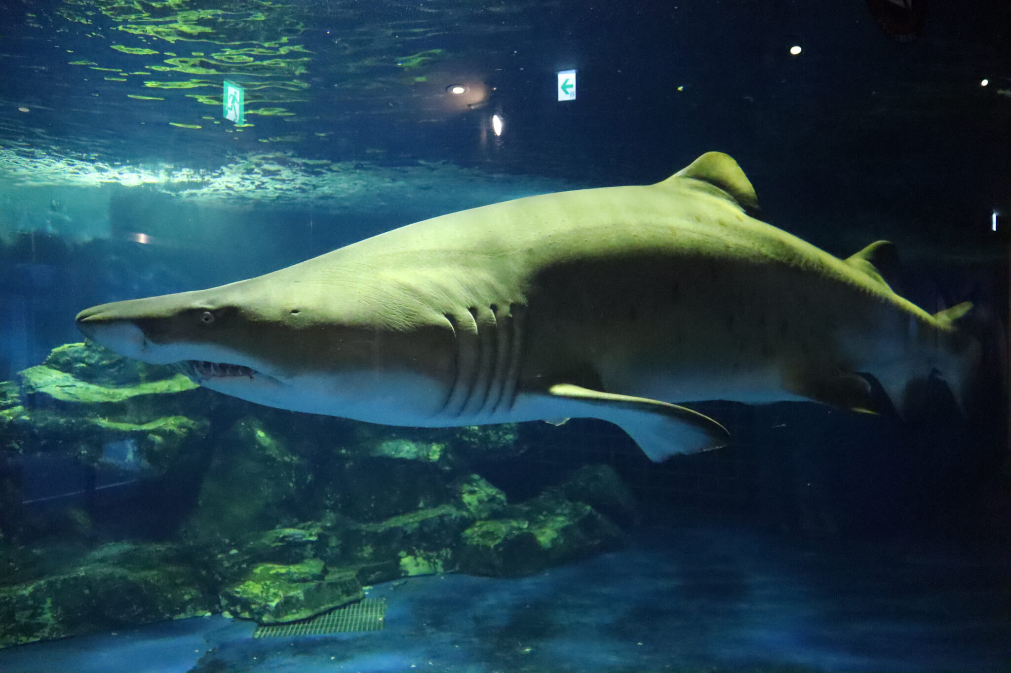 しながわ水族館 撮影