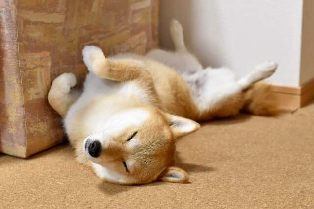 犬とルンバの悲しい事故を防ぐための注意点