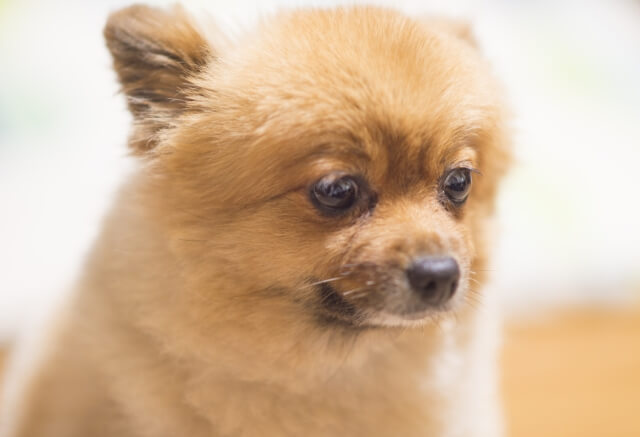 犬とルンバの悲しい事故を防ぐための注意点
