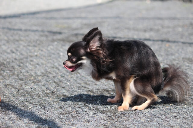 犬とルンバの悲しい事故を防ぐための注意点 愛犬の「落し物」に要注意！