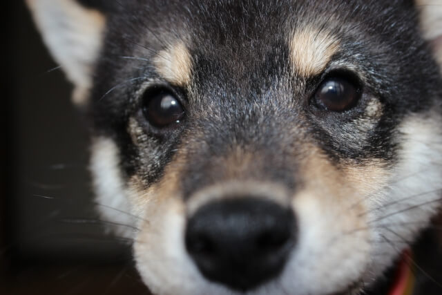犬のいる家庭でルンバを使うメリット 