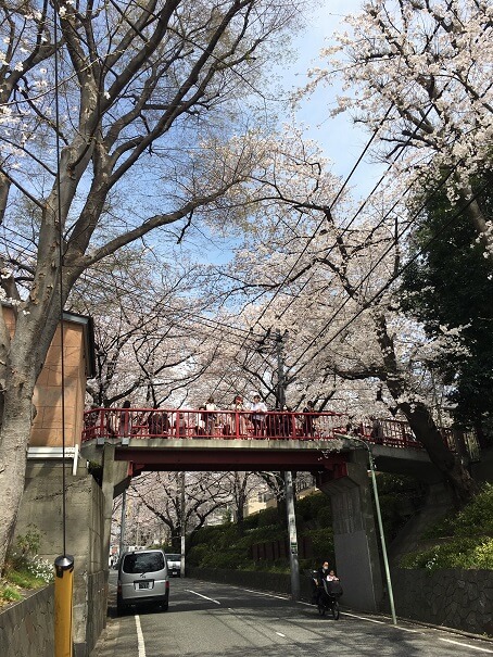桜撮影　桜坂画像