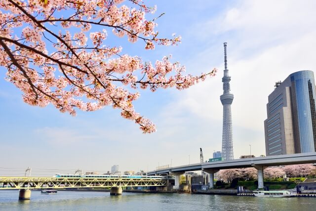 桜撮影　スカイツリー