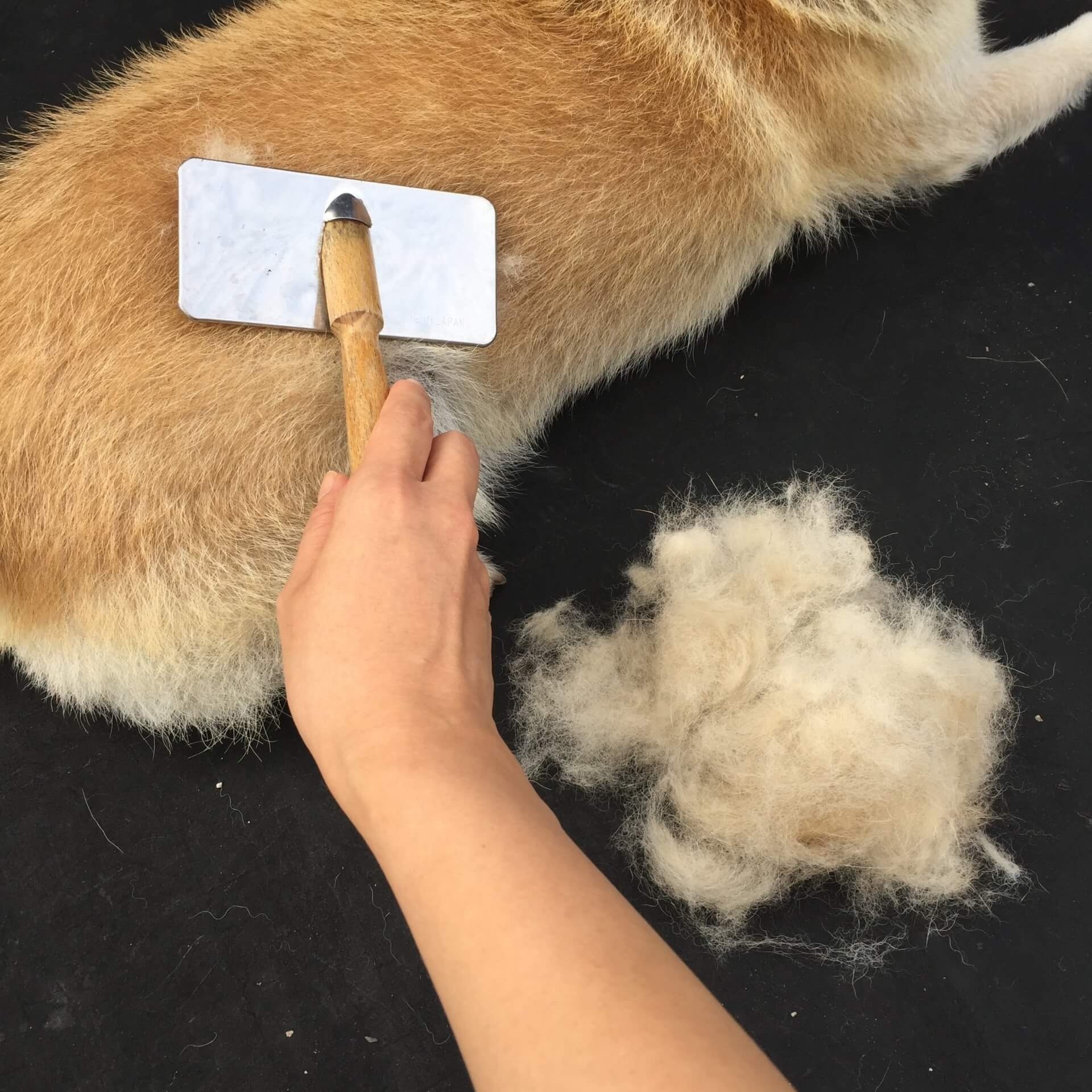 犬のいる家庭でルンバを使うメリット 犬の抜け毛やお散歩の砂まで自動的にきれいになる