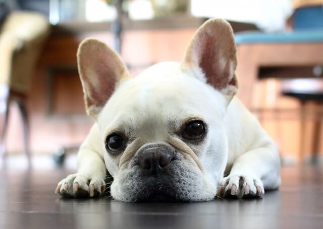 犬とルンバの悲しい事故を防ぐための注意点 ルンバと犬は仲良くできる？たいていは「慣れ」で解決！