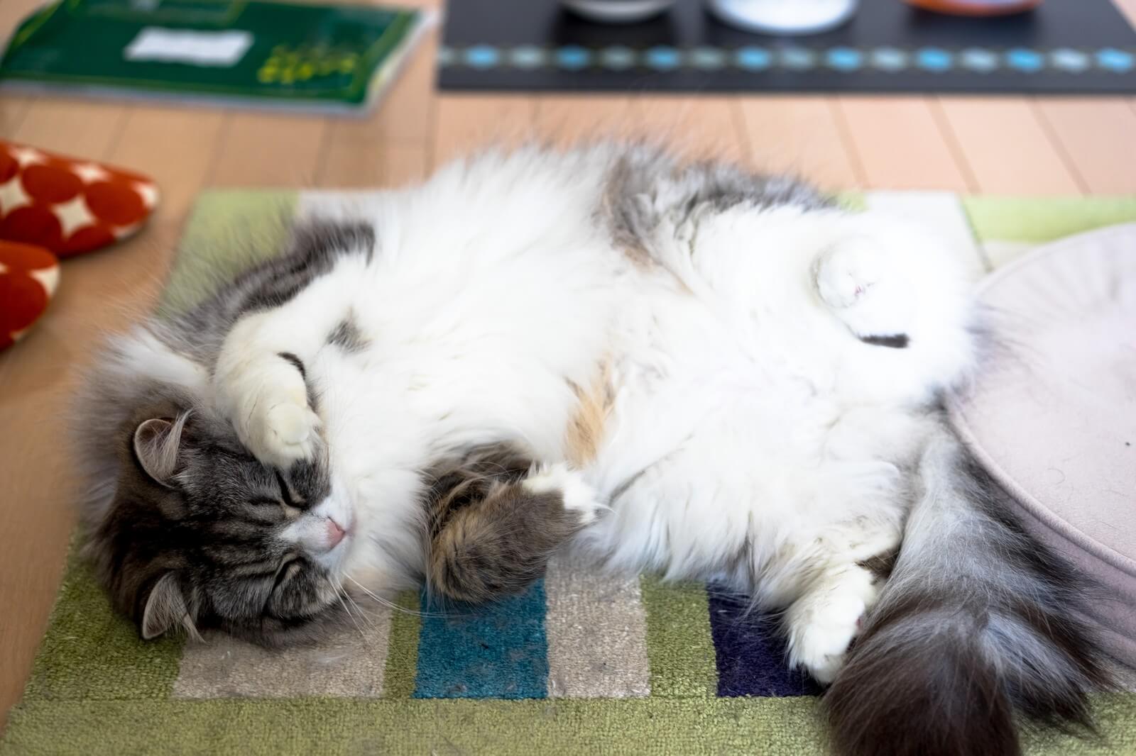 猫のいる家庭でルンバを使うメリット 