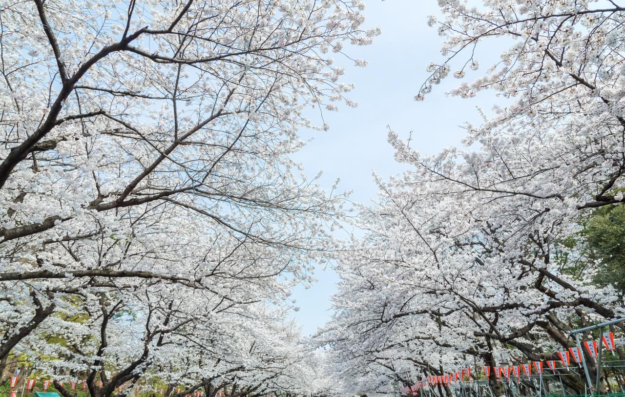 桜撮影　上野