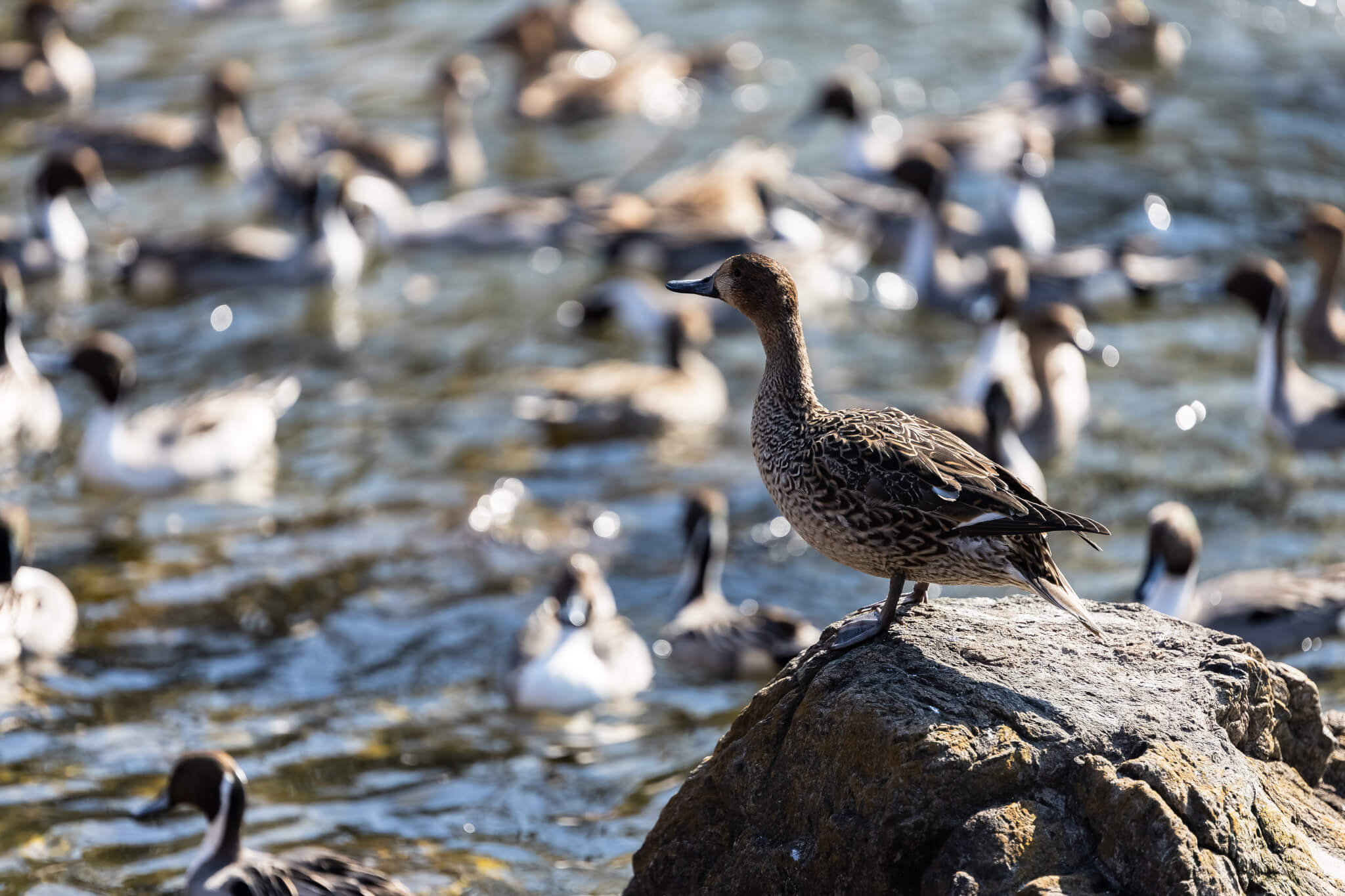 SIGMA 70-200mm F2.8 DG OS HSM AF性能