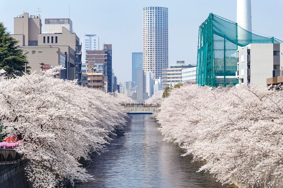 桜並木 撮影