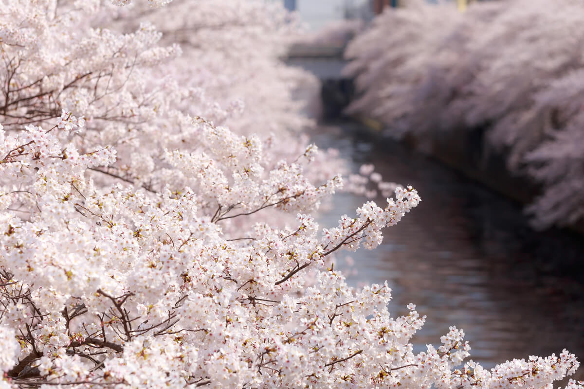桜並木 撮影