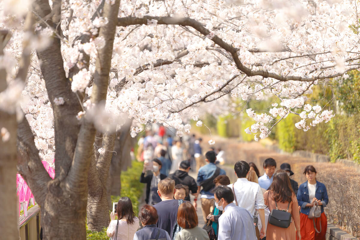 桜 撮影 おすすめ