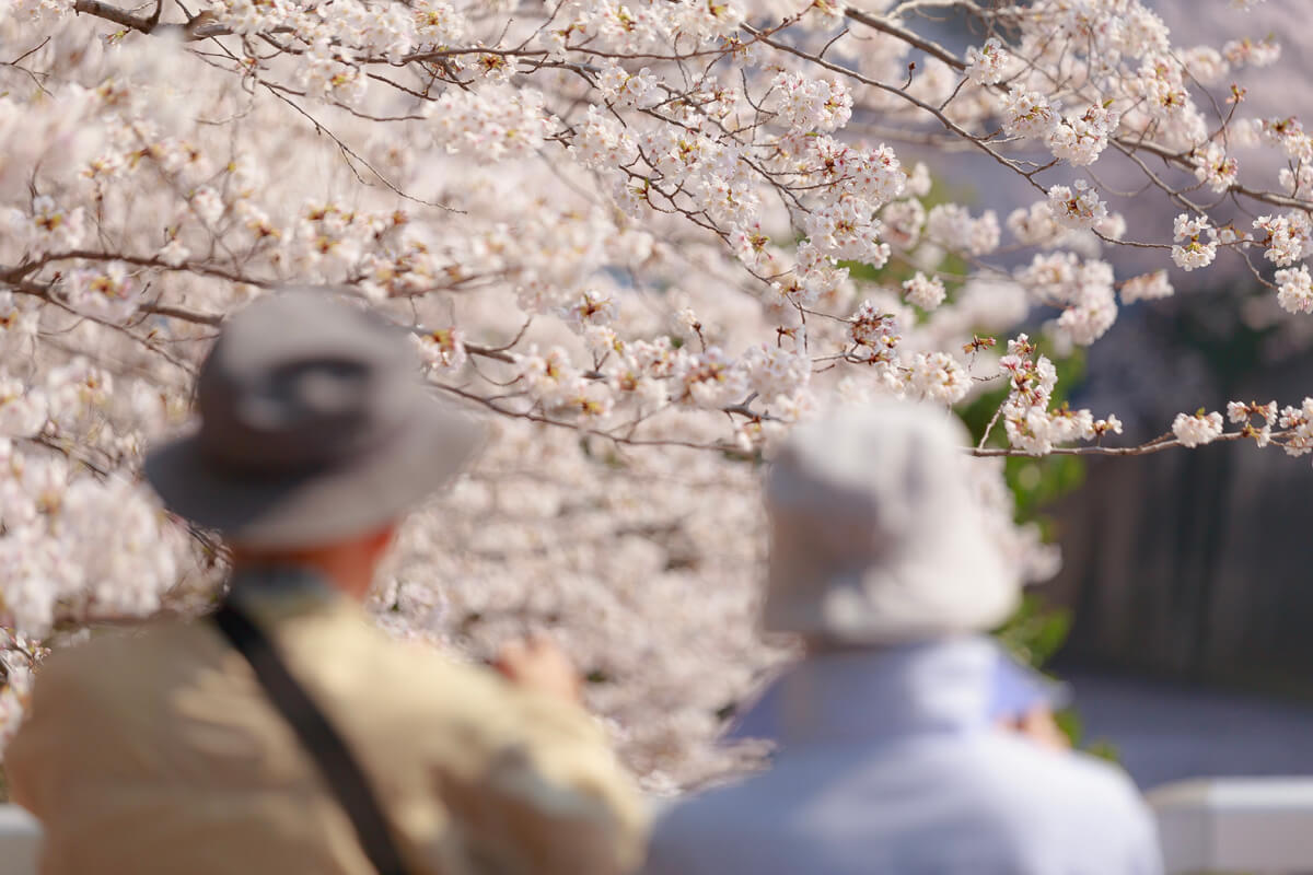 桜 撮影 人気