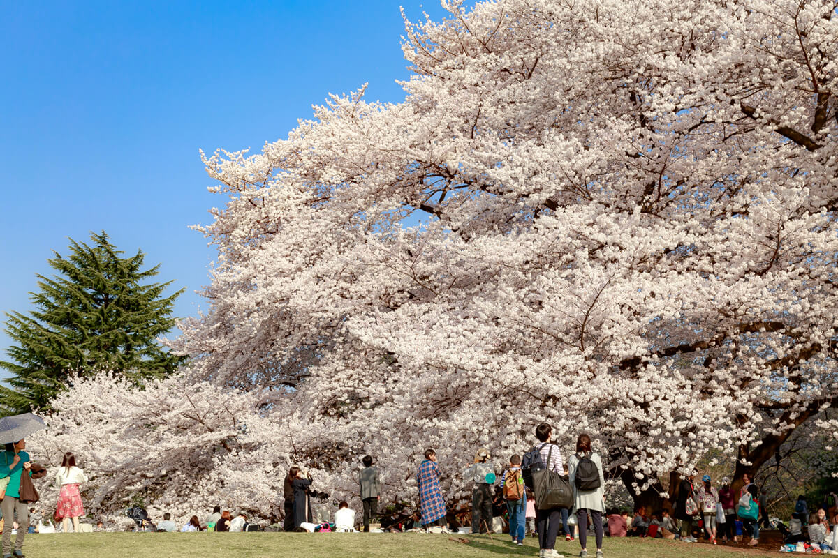 桜 撮影 手軽