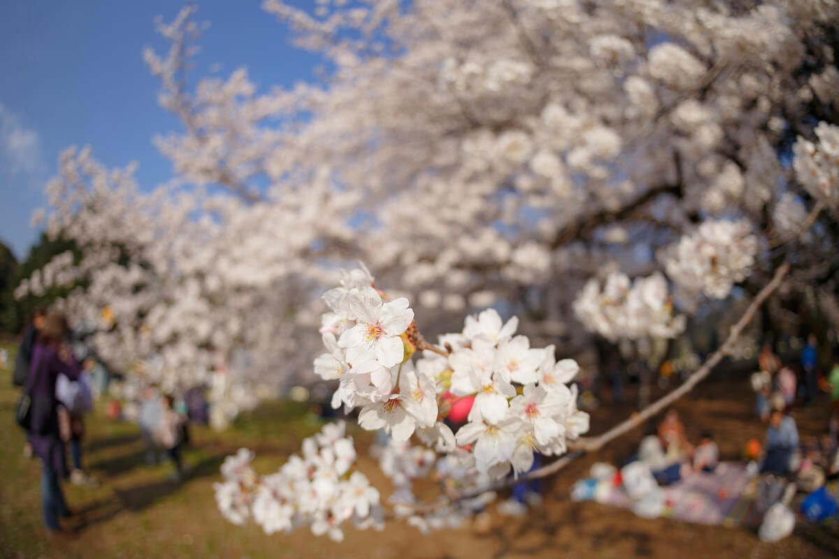 桜 接写 撮影