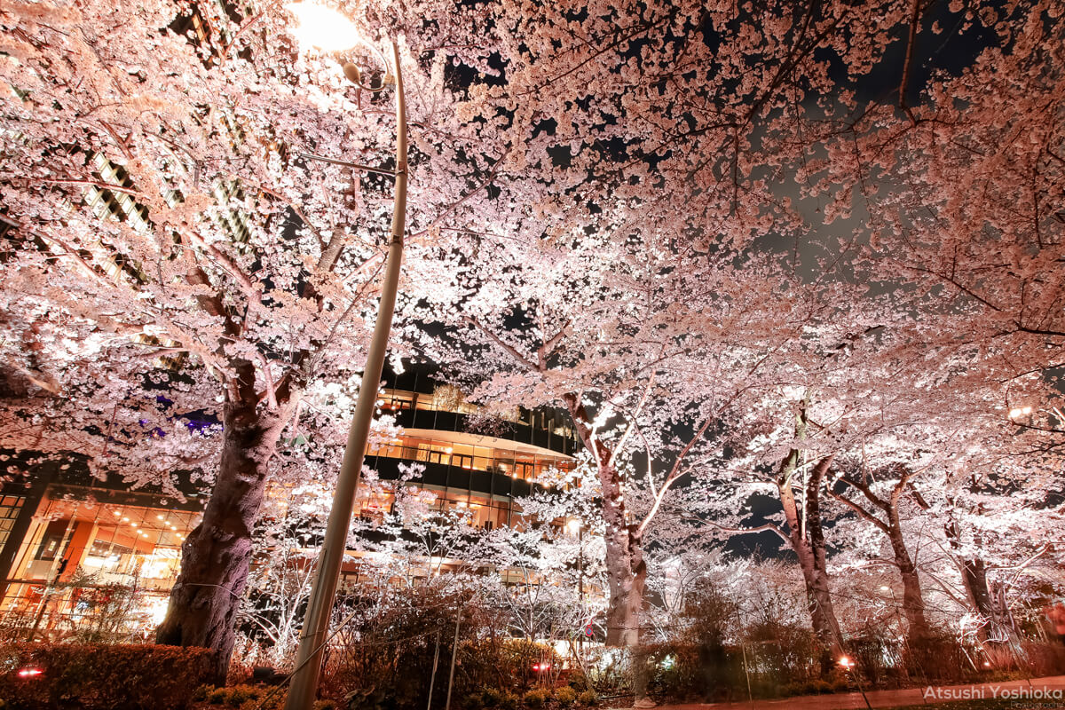 夜桜 撮影 おすすめ