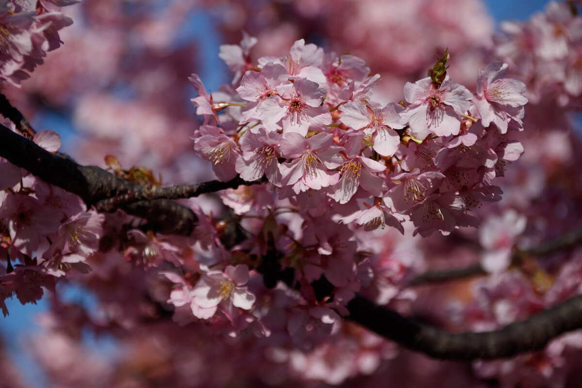 SIGMA 18-300mm F3.5-6.3 DC MACRO OS HSM クローズアップ
