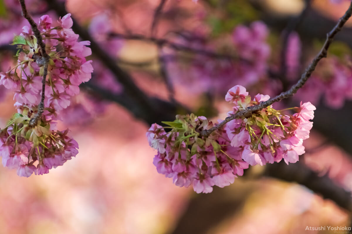 TAMRON 18-400mm F/3.5-6.3 Di II VC HLD ボケ味