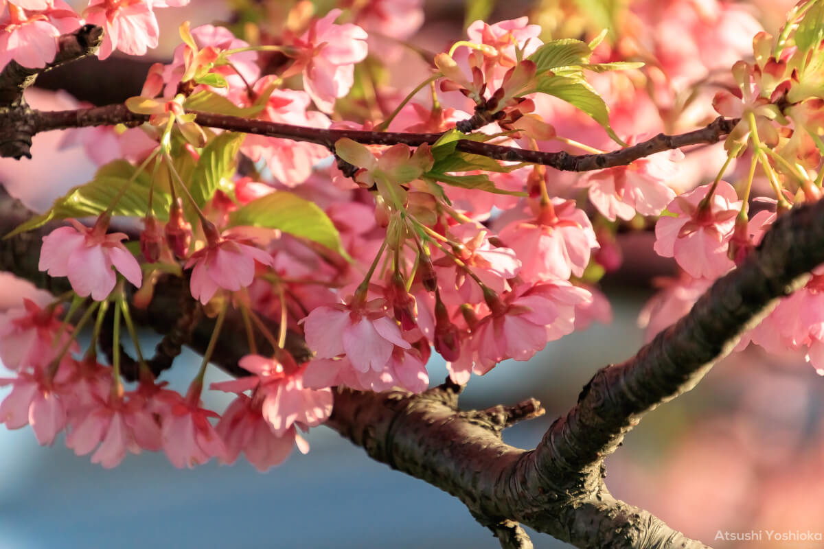 TAMRON 18-400mm F/3.5-6.3 Di II VC HLD 作例