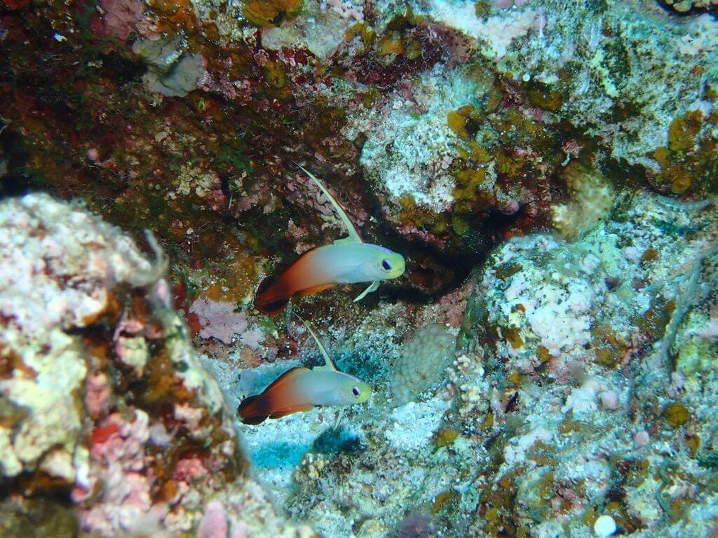 ダイビングに最適な水中カメラの選び方　警戒心の強い生き物を狙うならズーム倍率も重要