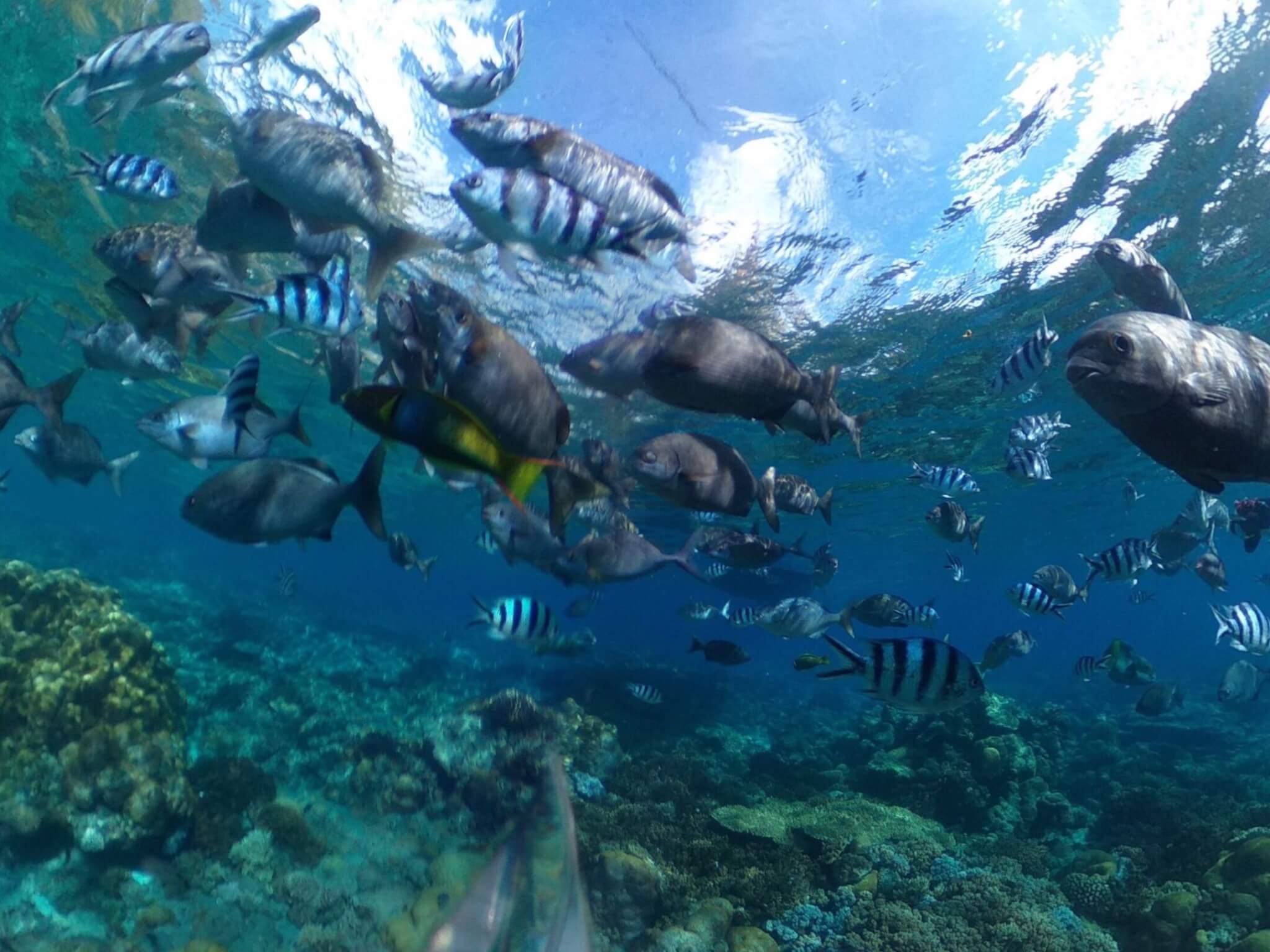 THETAの水中撮影を実際に試してわかった注意点やコツ 防水ケース継ぎ目のゆがみは不可避