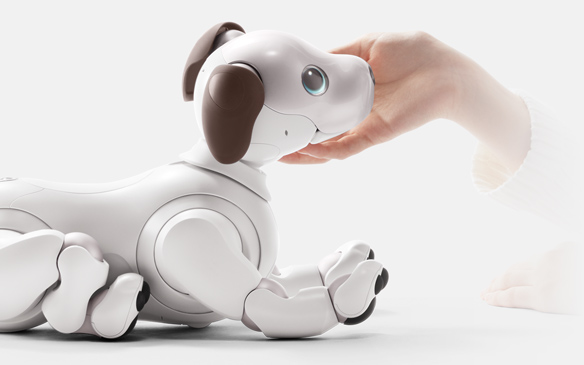 aibo