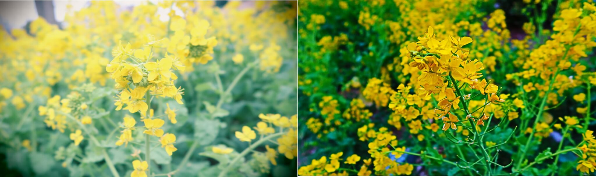 Power Shot G7 X Mark II