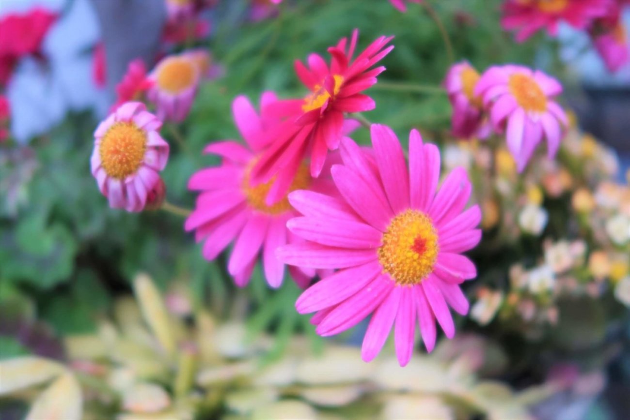 PowerShot G7 X Mark II