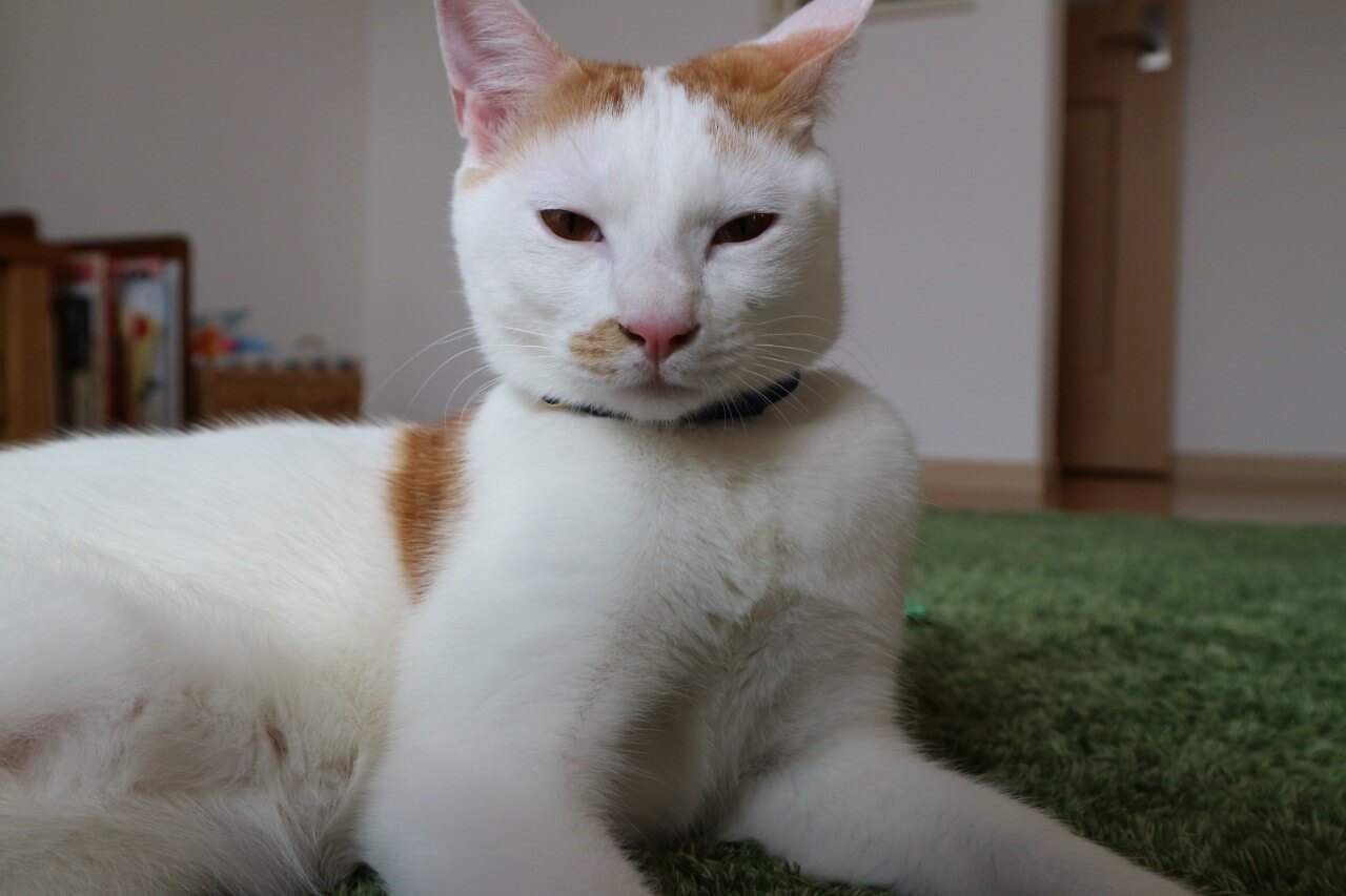 2週間の「Catlogのある生活」の感想 今のところ健康管理よりは癒し目的