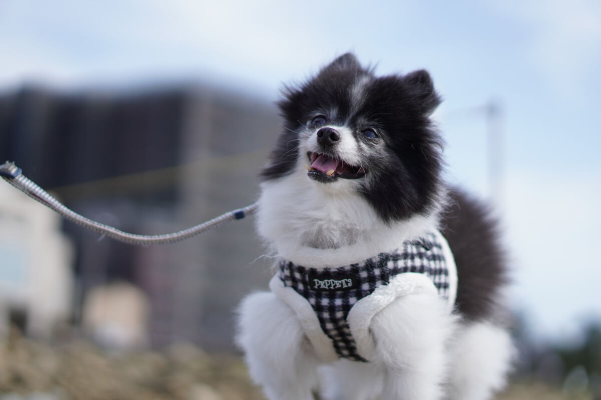 世界一可愛い愛犬の写真を撮影するためのテクニック 基本の撮影スタイルは愛犬目線で
