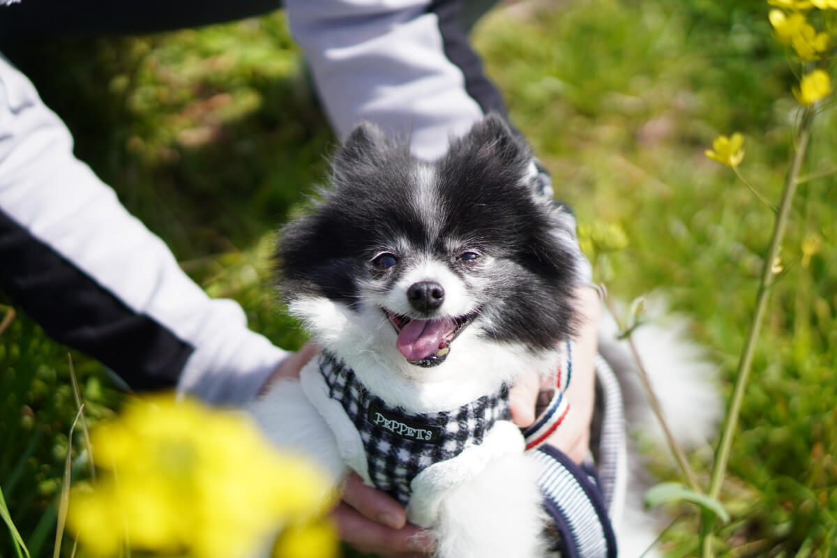 世界一可愛い愛犬の写真を撮影するためのテクニック おやつやオモチャは程々に使おう