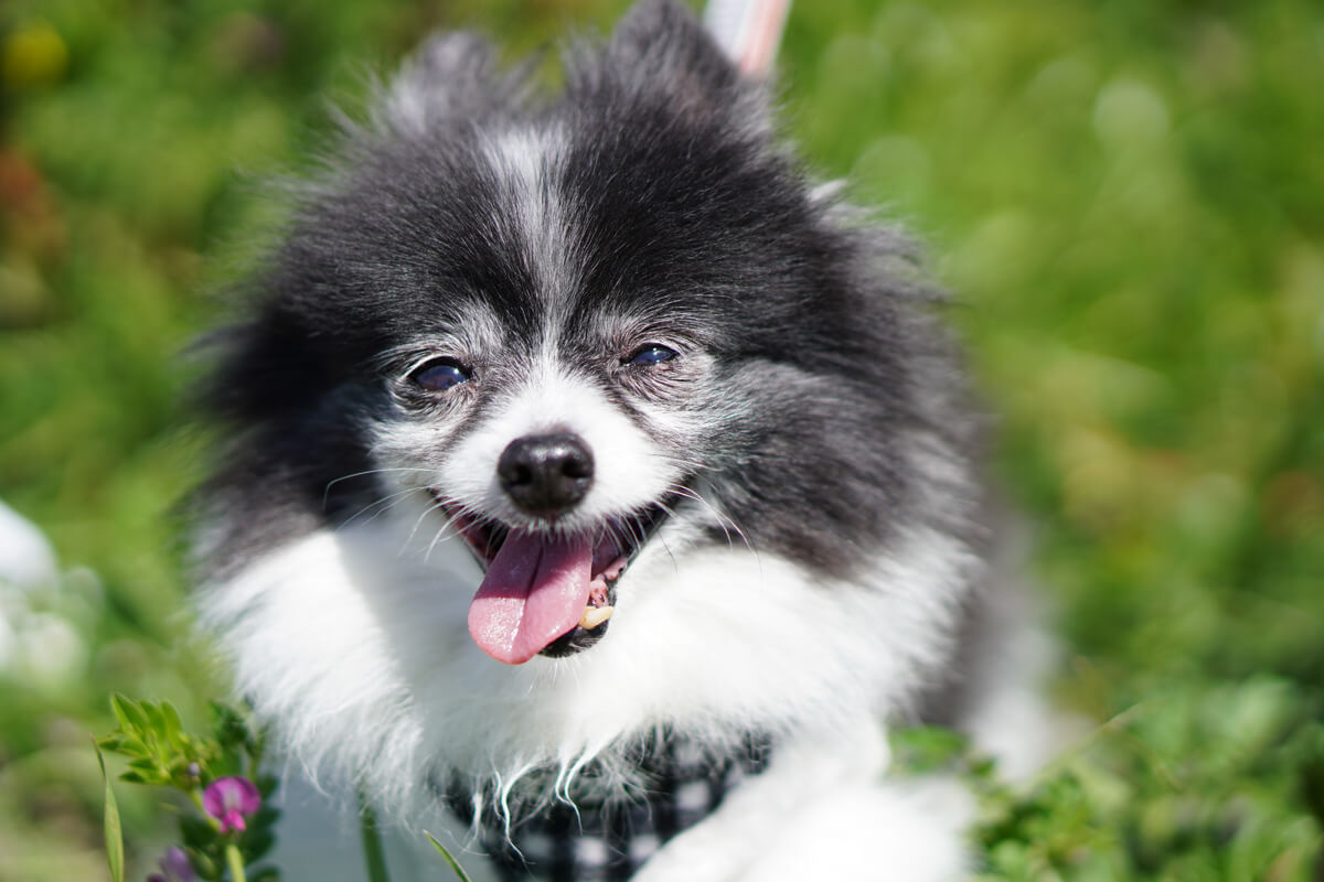 愛犬を過ごす一瞬一瞬を大切に写真に残しておこう