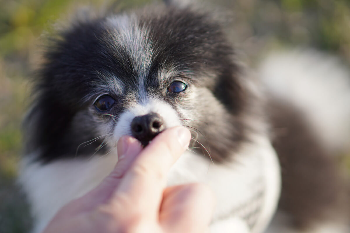 世界一可愛い愛犬の写真を撮影するためのテクニック おやつやオモチャは程々に使おう