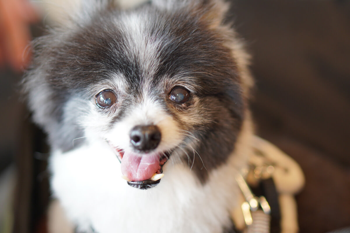 世界一可愛い愛犬の写真を撮影するためのテクニック ピントは目に合わせる