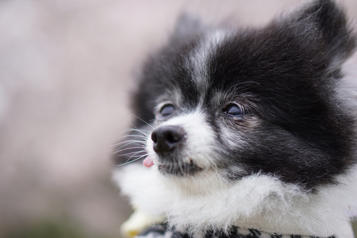 世界一可愛い愛犬の写真を撮影するためのテクニック あえて余白をつくってみる