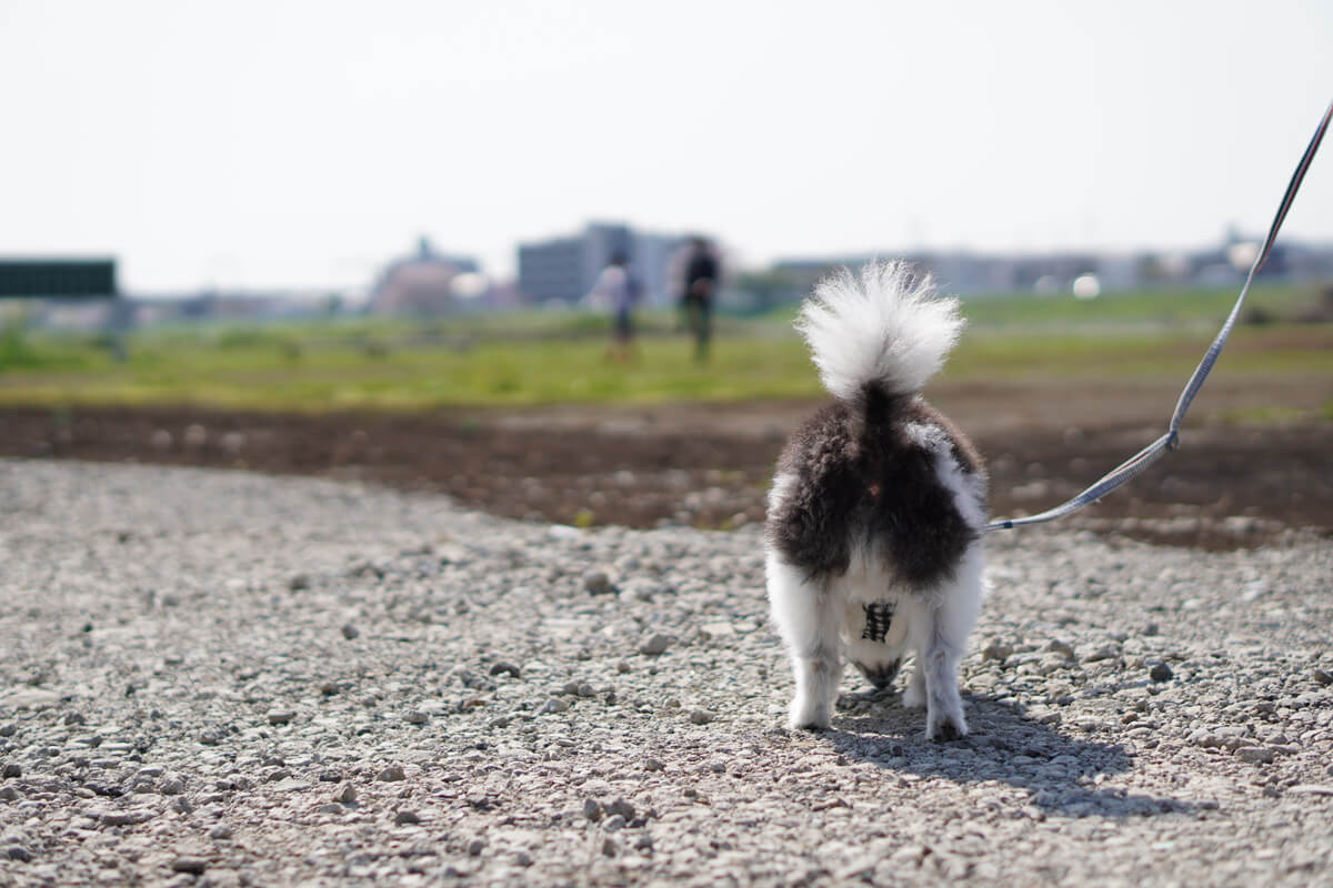 世界一可愛い愛犬の写真を撮影するためのテクニック おやつやオモチャは程々に使おう