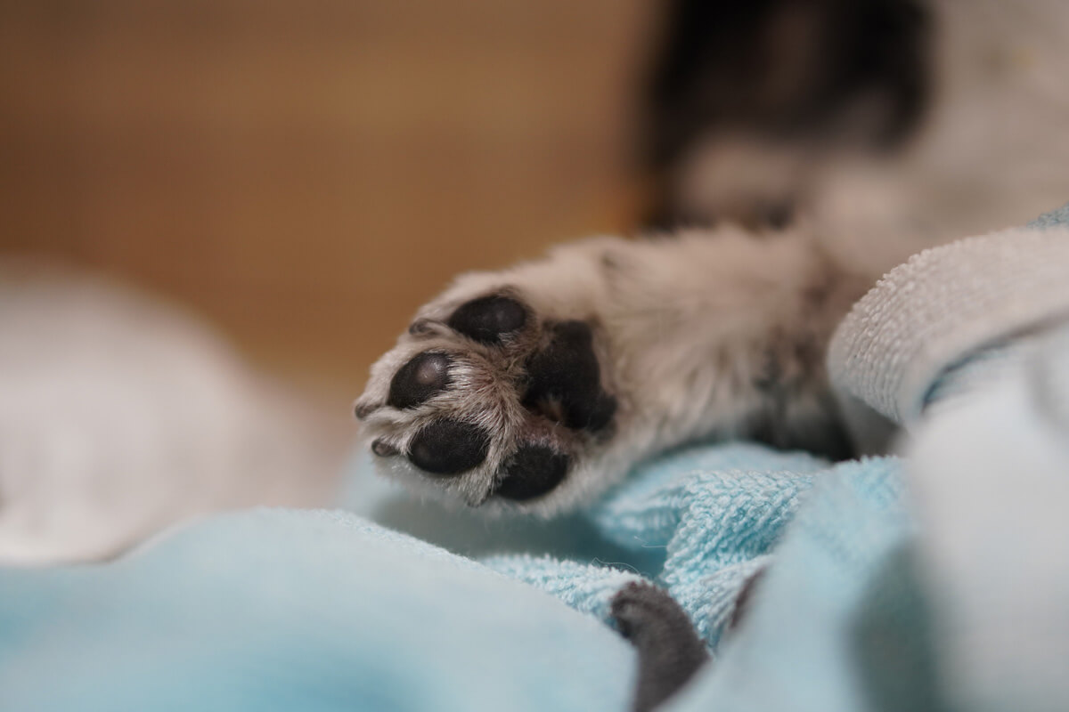 世界一可愛い愛犬の写真を撮影するためのテクニック パーツに寄るのもかわいい